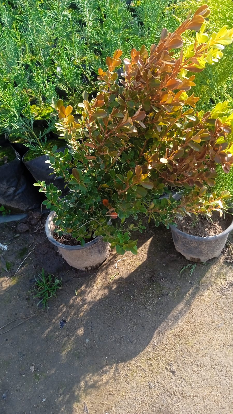 Almina Çiçekçilik 